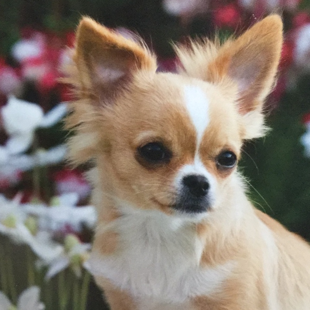 Meet your Posher, Halina